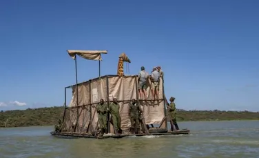 Metoda prin care girafele sunt transportate prin ape pline de crocodili, spre a fi salvate de pe o insulă care se scufundă