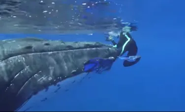 Momentul uimitor în care două balene salvează o femeie scafandru de un rechin-tigru – VIDEO