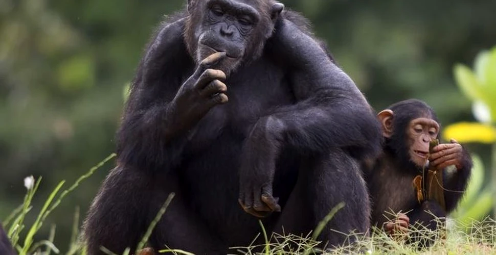 Oamenii au influenţat vânătoarea şi agresivitatea la cimpanzei
