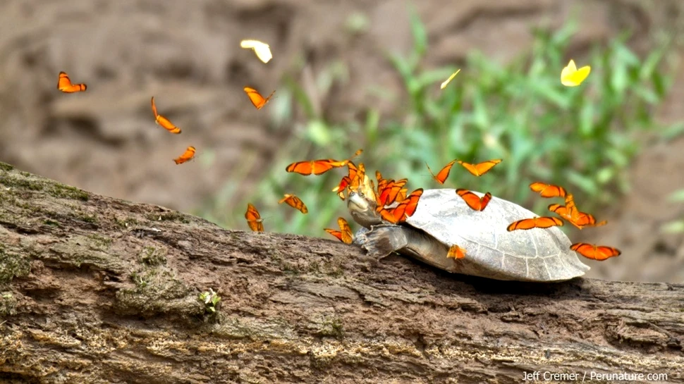 De ce beau fluturii lacrimile broaştelor ţestoase amazoniene? (VIDEO)