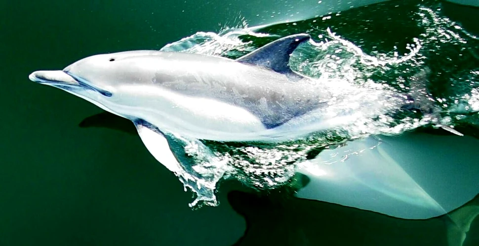 Eveniment nemaiîntâlnit: 10 delfini s-au străduit să salveze un prieten