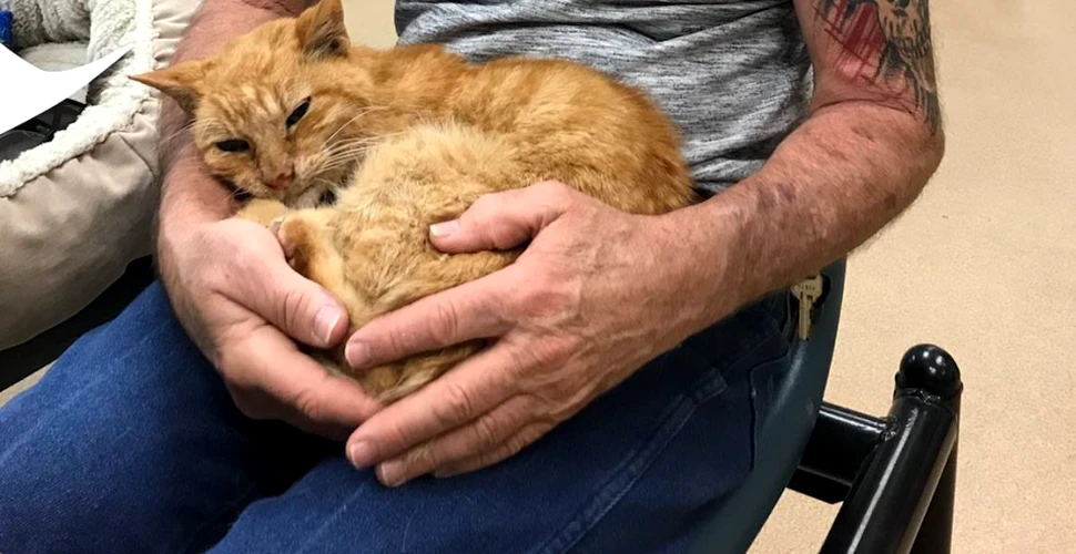 O pisică s-a întors acasă după 14 ani. O cheamă T2 şi a dispărut după uraganul din 2004