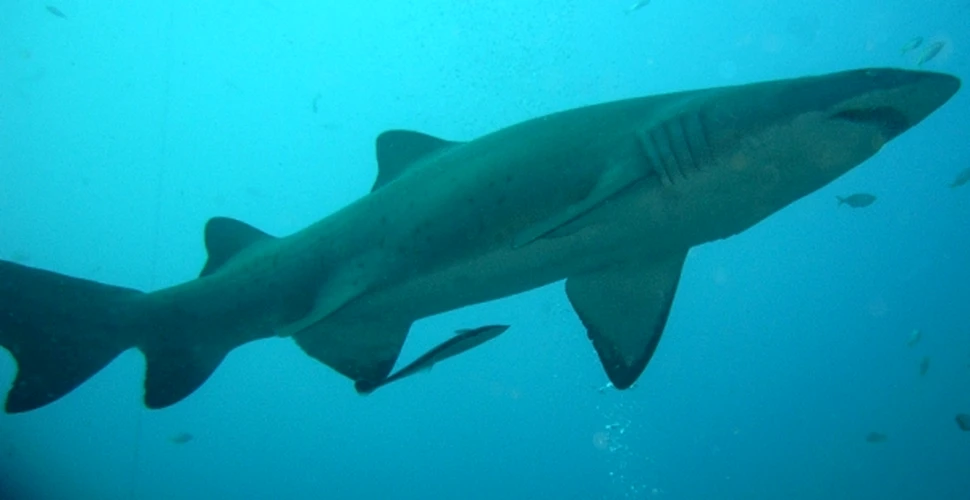 Noi consideratii asupra atacurilor marilor rechini albi