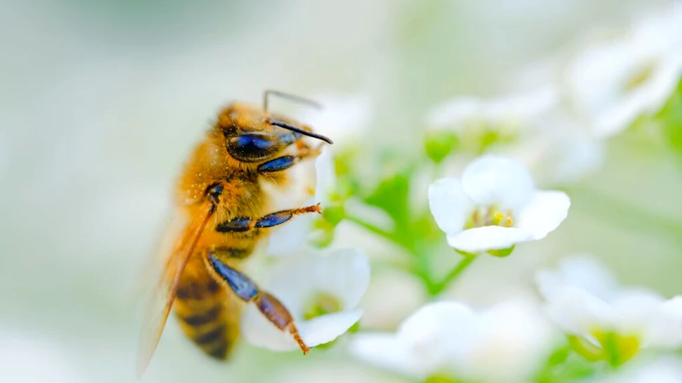 Câte specii de albine există pe Pământ? Iată cea mai recentă numărătoare!