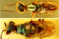 Culorile insectelor vechi de milioane de ani conservate în chihlimbar 