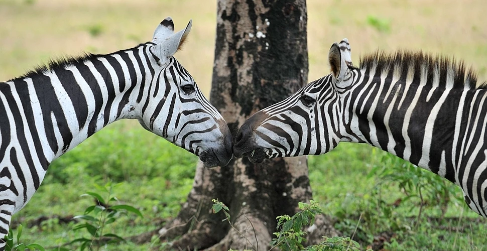 Cercetătorii au aflat de ce au dungi zebrele