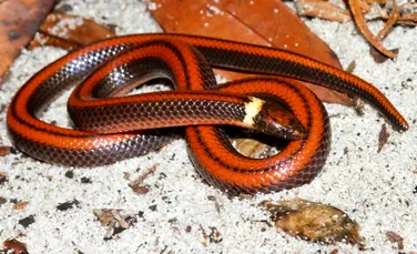 O specie de șarpe foarte colorată a fost descoperită în Paraguay