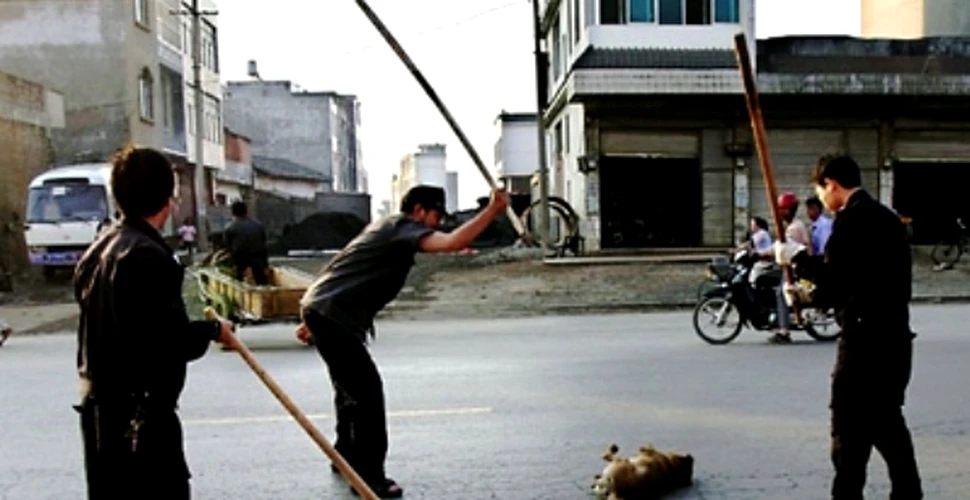China a declarat razboi cainilor vagabonzi