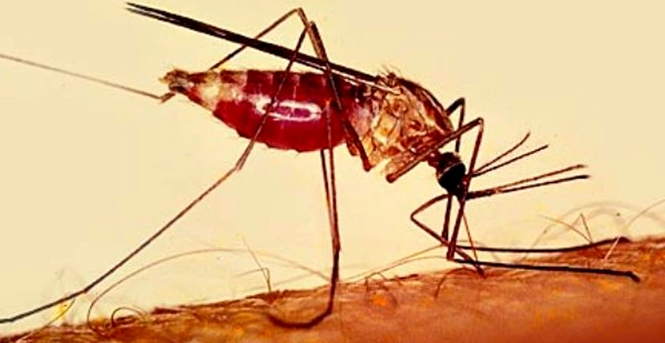 Incalzirea globala poate aduce malaria in Europa