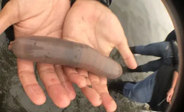 O furtună puternică a adus pe o plajă din California o mulţime de ”peşti-penis”