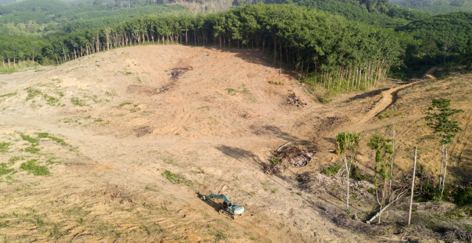 Pădurea amazoniană, defrișată pentru construirea unei autostrăzi înainte de COP30