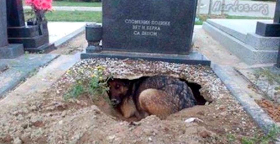 Secretul înduioşător păzit de un câine care trăia sub o piatră funerară. Nu îşi plângea stăpânul