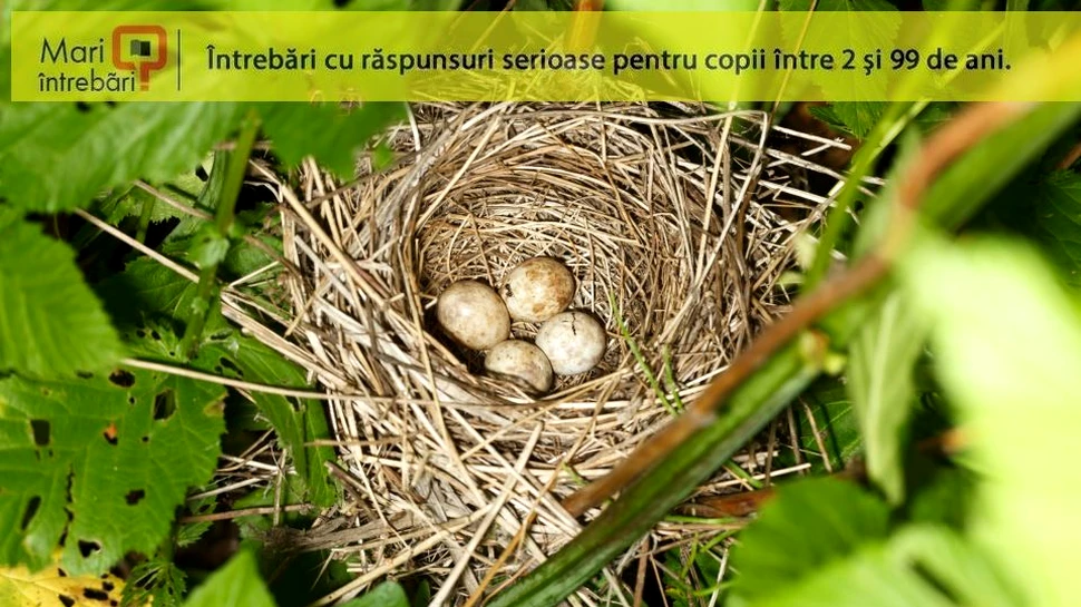 De ce ouăle păsărilor sunt colorate?