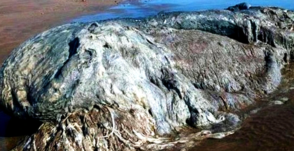 Un ”monstru” imens a apărut pe o plajă turistică din Mexic. Ce ar putea fi – FOTO+VIDEO