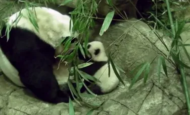 Primii paşi făcuţi de un pui panda – VIDEO