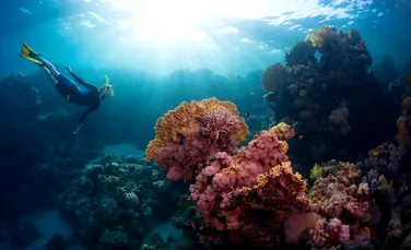 Descoperire de excepţie pe fundul Oceanului Pacific: natura cunoscută de om este mai bogată cu o specie
