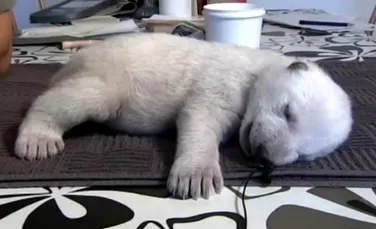 Siku, cel mai drăguţ pui de urs polar, a devenit vedetă pe Internet (VIDEO)