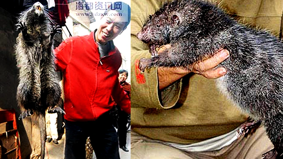 Cei mai mari sobolani din lume traiesc in China