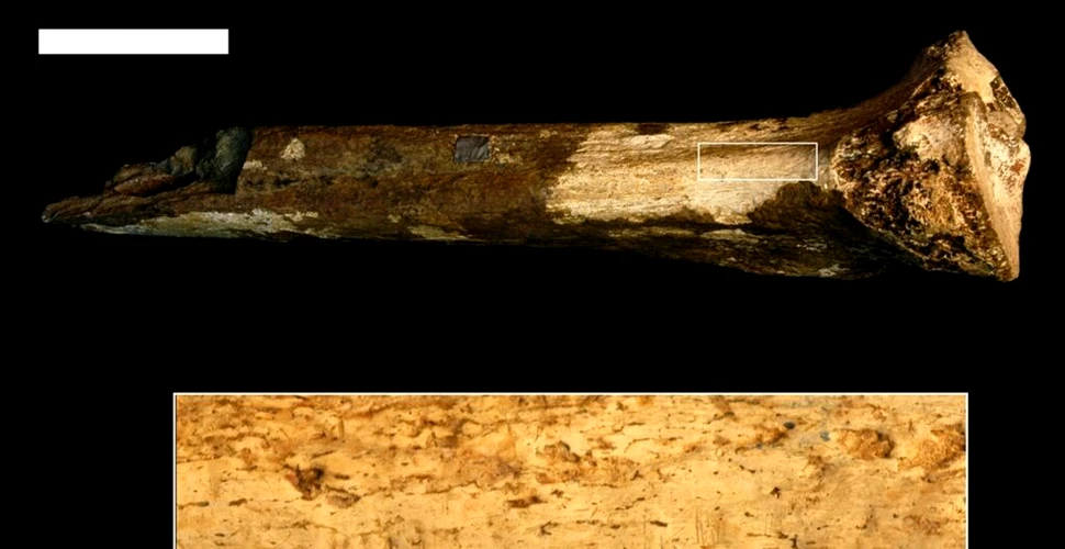 Un strămoș misterios al omului, măcelărit și mâncat în urmă cu 1,45 milioane de ani