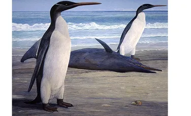Pinguinii preistorici erau înalţi şi zvelţi