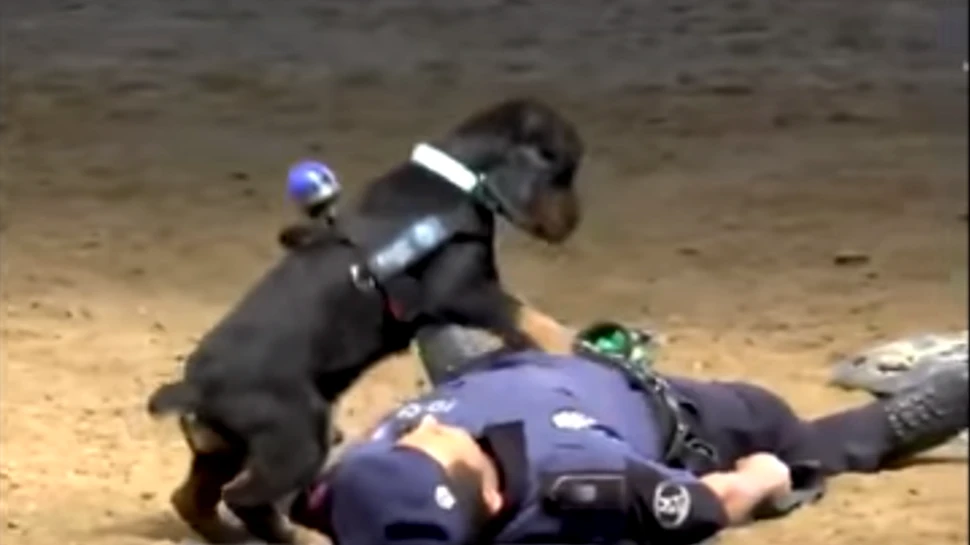 Câinele dintr-un videoclip viral nu ştie de fapt cum să resusciteze o persoană
