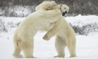 Urşii polari pierd în greutate din cauza topirii gheţarilor din Arctica