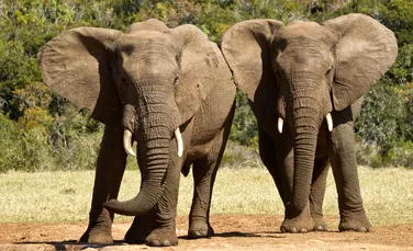 Secretul combaterii cancerului este deţinut de elefanţi