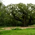 Stejarul lui Robin Hood din pădurea Sherwood a murit după 1.200 de ani