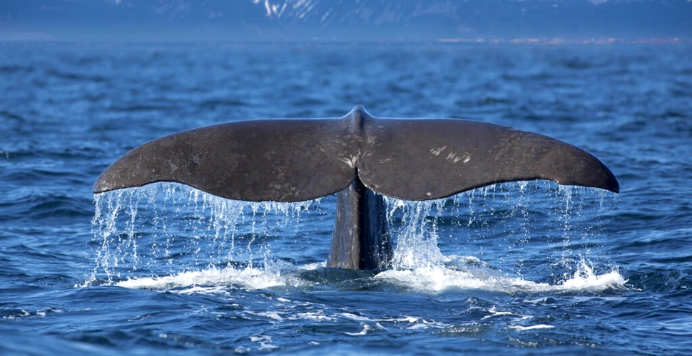 Oamenii de știință au identificat genele care ajută balenele să fie atât de mari