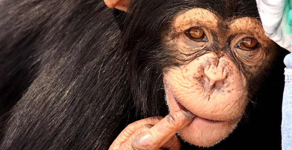 Femelele de cimpanzeu sunt răutăcioase cu alte femele şi supuse în preajma masculilor, arată un nou studiu