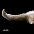 Numeroase cranii de animale, găsite într-o peșteră a neanderthalienilor