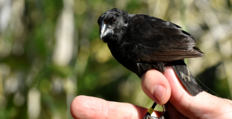 Viețile secrete ale cintezelor din Insulele Galapagos. Care sunt misterele păsărilor lui Darwin?