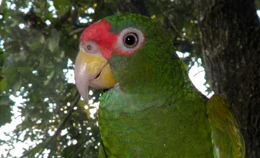 O nouă specie de papagal cu un strigăt ,,unic” a fost descoperită în Mexic