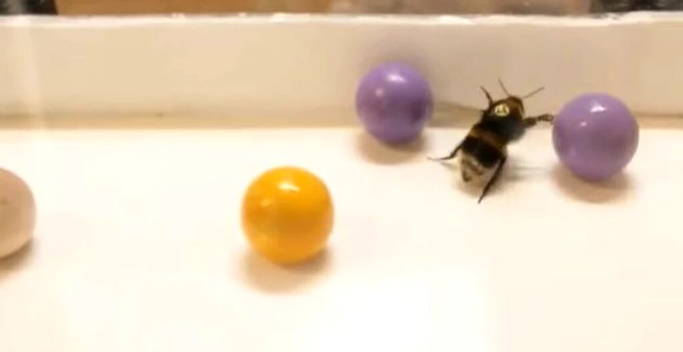 Cum „se joacă” albinele? Un experiment le-a surprins în acțiune!