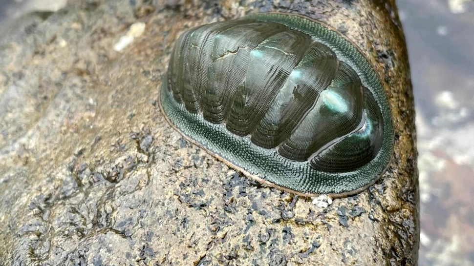 Iată de ce această creatură are ochi pe toată cochilia!