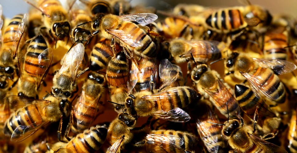 Încerca să se ducă spre maşină, dar a fost atacată de 80.000 de albine. ”Este oribil”