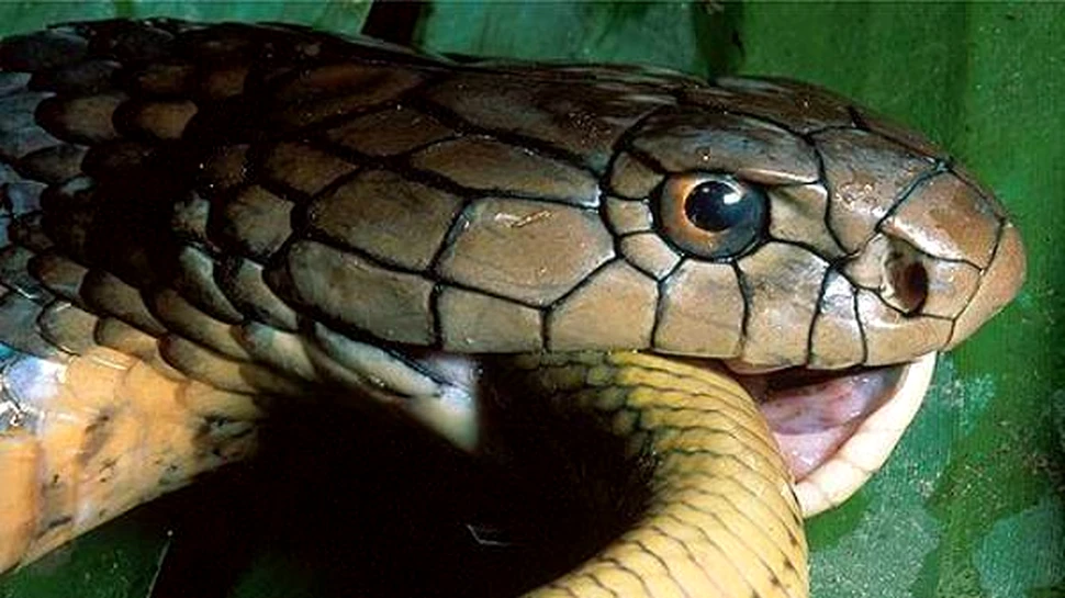 Cobra călcată de buldozer este bine, sănătoasă…