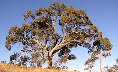 Descoperire inedită în Australia: copacii generează electricitate!