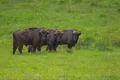 Bizonii revin în România după o absență de 200 de ani