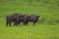 Zeci de zimbri, eliberați în două zone din Munții Făgăraș. De unde au fost aduse animalele