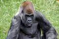 Ozzie, cea mai bătrână gorilă din lume, a murit. Cât trăiește de obicei această specie
