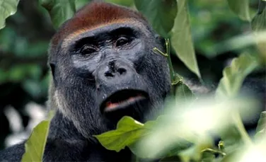 Numar record de gorile, descoperit in Congo