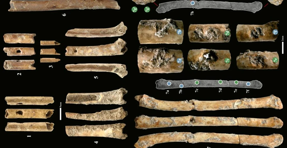 Primele instrumente de suflat preistorice descoperite în Levant