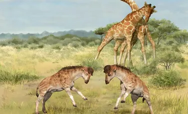 O fosilă veche de 17 milioane de ani ar putea rezolva un mister evolutiv al girafelor