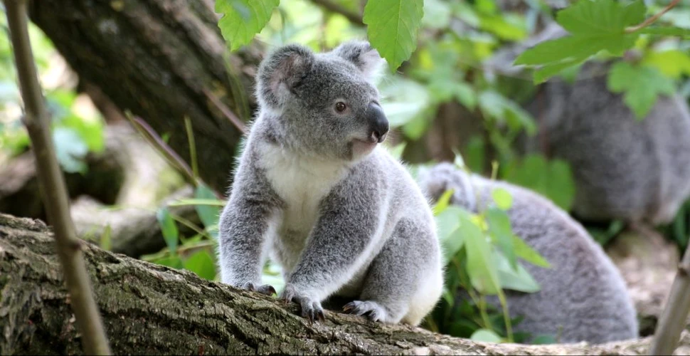 Australia a inclus urșii koala pe lista speciilor pe cale de dispariție