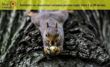 Cum îşi amintesc veveriţele locul în care şi-au ascuns nucile?