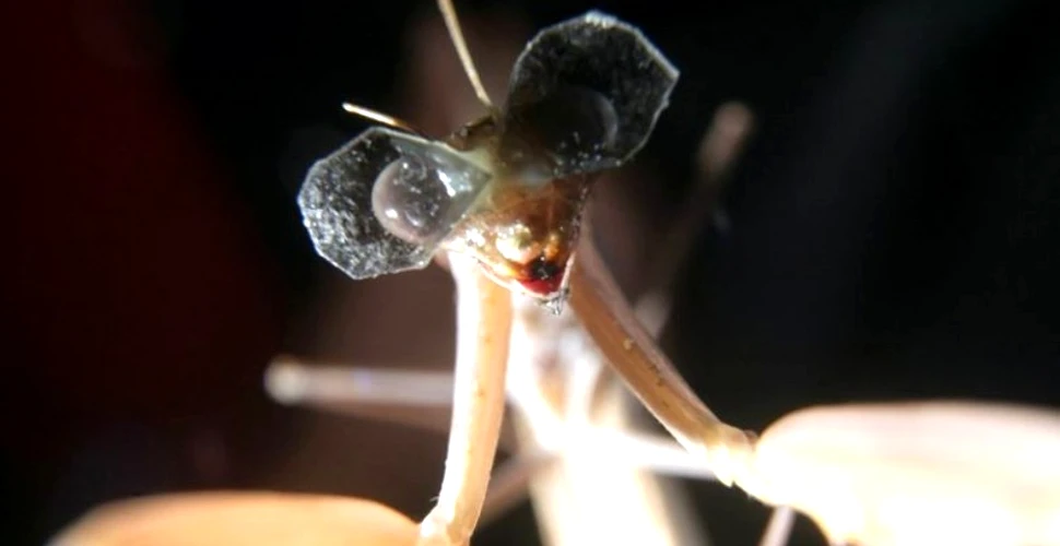 De ce i-au pus oamenii de ştiinţă ochelari 3D acestei insecte? (VIDEO)