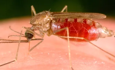 Cercetătorii americani au creat o varietate de ţânţari care nu transmit malaria