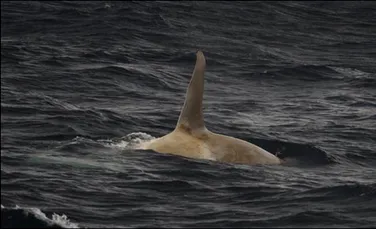 Balena alba descoperita in apele din Alaska