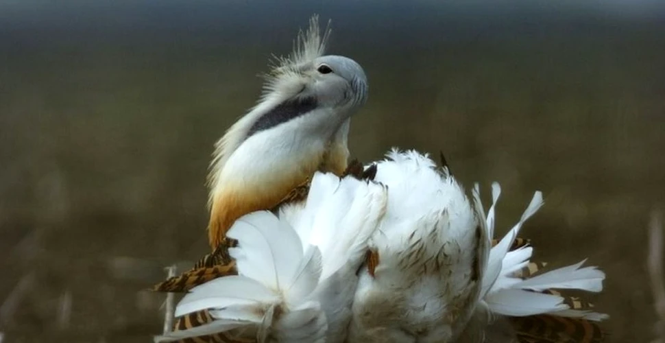 Dropia, pasărea revăzută după 30 de ani în România
